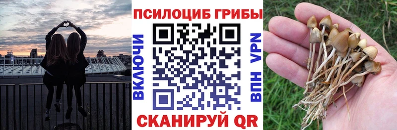 купить   OMG зеркало  Псилоцибиновые грибы Psilocybine cubensis  Верхний Тагил 